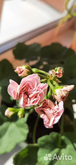 Пеларгония