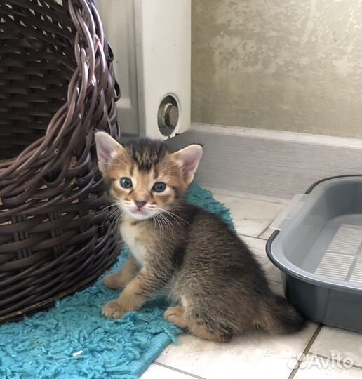 Абиссинская