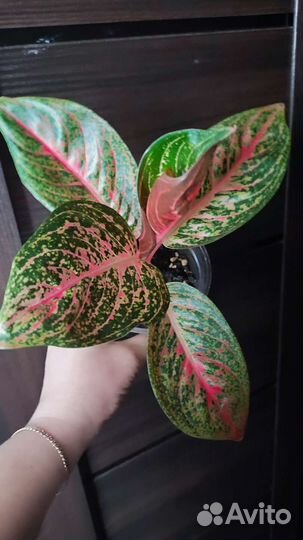 Аглаонема тиара