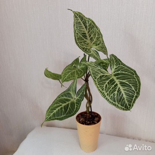 Сингониум imperial вайт, Клубничный лёд и др