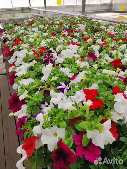 Рассада однолетних цветы