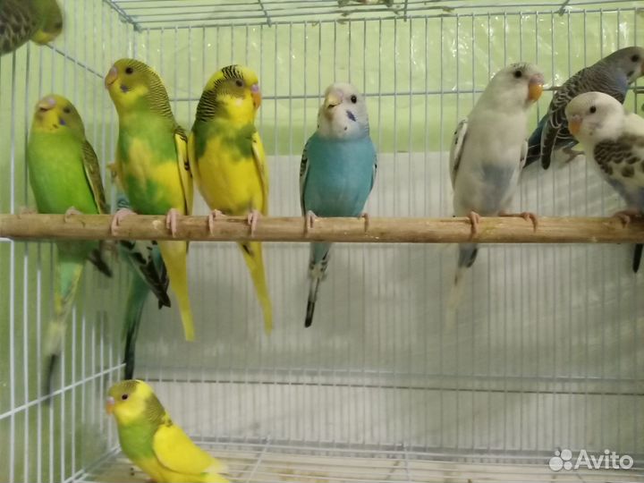 Попугаи волнистые птенчики ручные