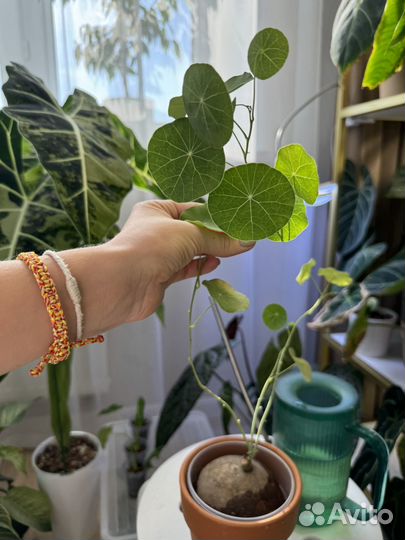 Стефания эректа