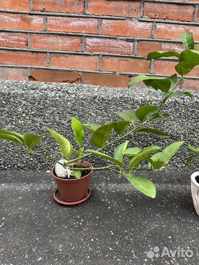 Лимон плодоносящий