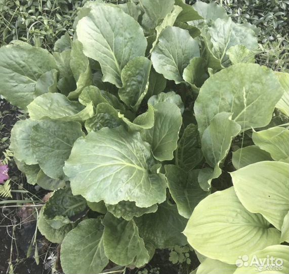 Садовые многолетники: анемона, василек, ирис