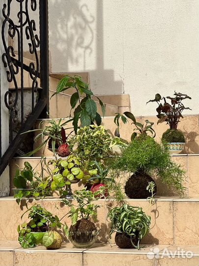 Плектрантус австралийский в kokedama