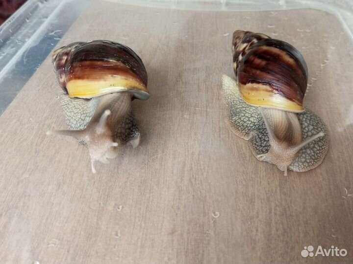 Улитки ахатины