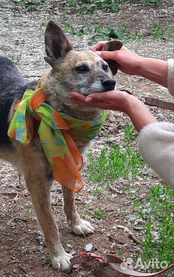 Собака в добрые руки отдам бесплатно