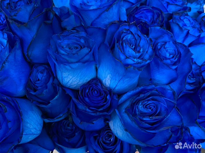 Розы синие