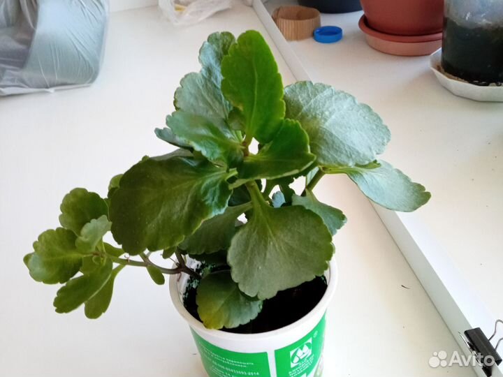 Каланхоэ цветущий