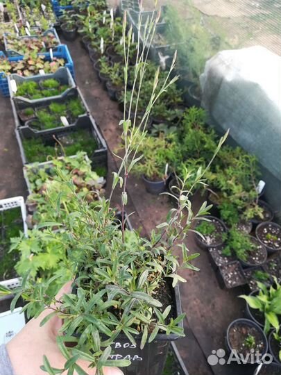 Гвоздика травянка, хоста