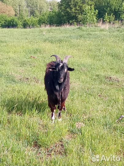 Племенной Козел (Молочной породы)