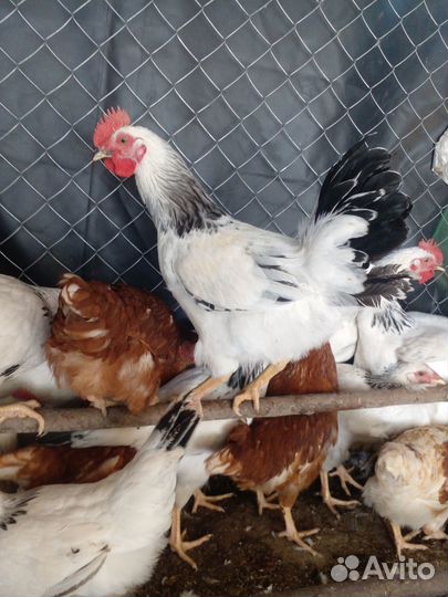 Петушки Адлерская серебристая