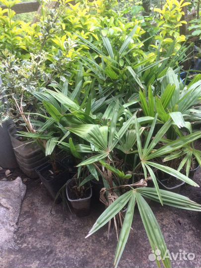 Китайская веерная пальма