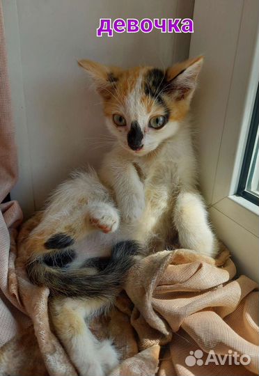 Котята