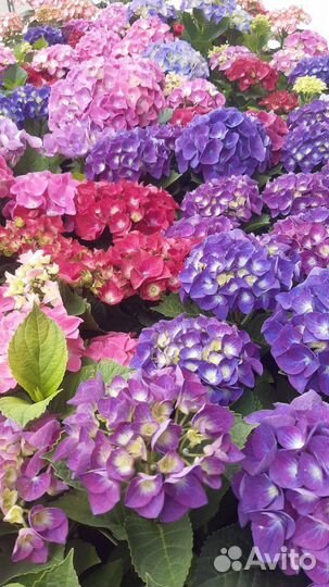 Рассада однолетних цветов оптом и в розницу