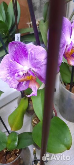 Орхидея фаленопсис