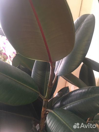 Фикус Абиджан. 3 больших растения