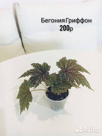 Бегонии декоративнолиственные