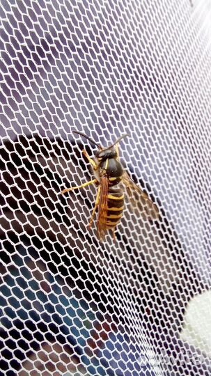 Москитные сетки на окна