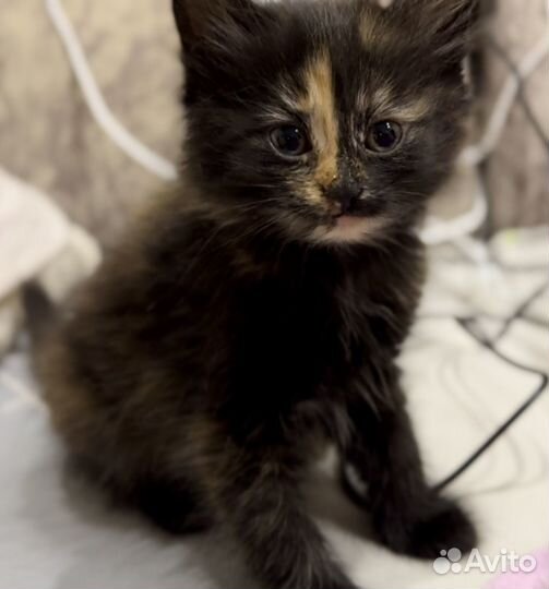 Котятки в добрые ручки