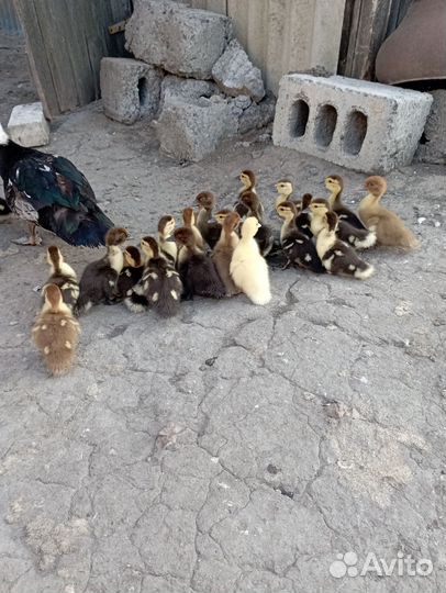 Мускусные индоутята