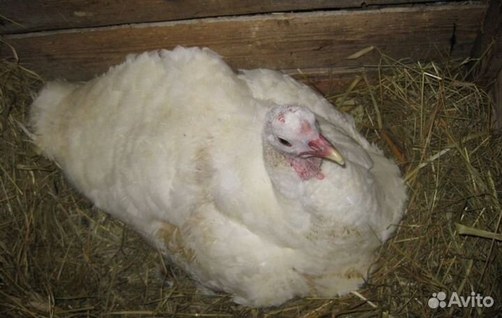 Индюшки несушки