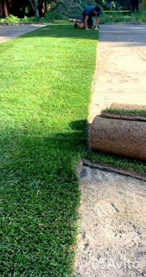 Рулонный газон 