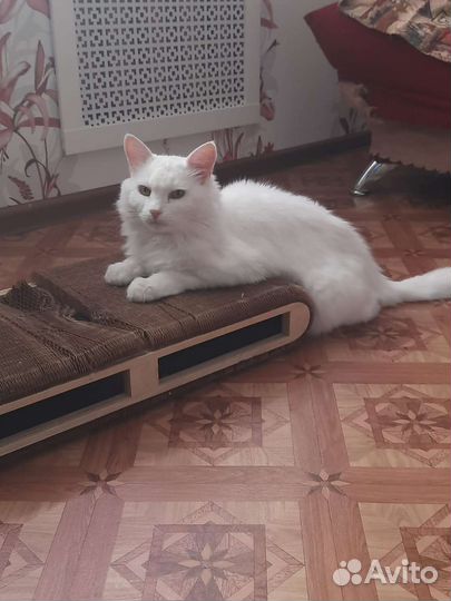 Феликс