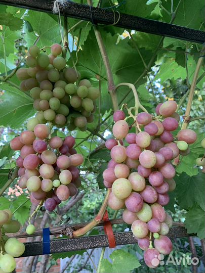 Черенки вкусных сортов винограда