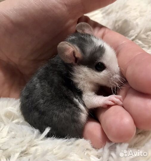Крысята малыши из Питомника. Крыса. Крысёнок