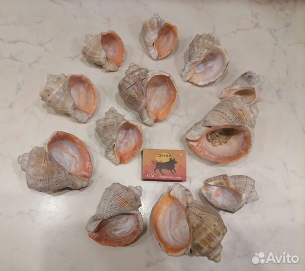 Ракушка рапан