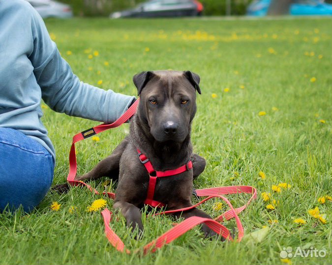 Метис шарпея в приюте ждет семью