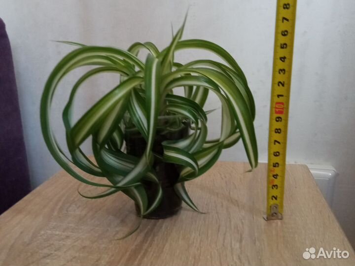 Хлорофитум бонни