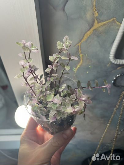 Традесканция розовая пантера