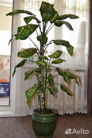 Диффенбахия