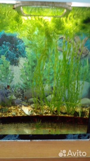 Аквариум