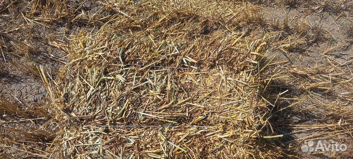 Сено овёс