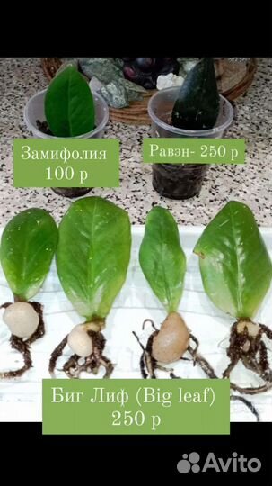 Замиокулькасы