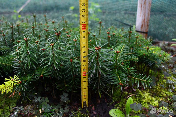 Пихта кавказская Нормана сеянцы