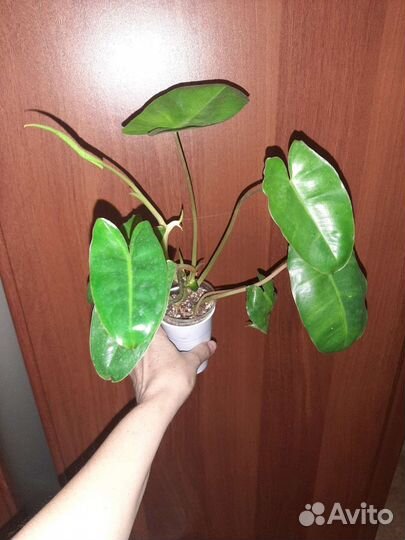 Филодендроны: Меланохризум, Круентум и др