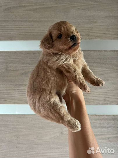 Мальтипу ф1 девочка карамель