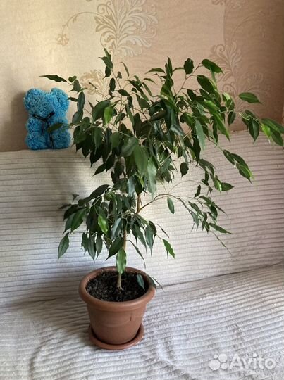 Бенджамина