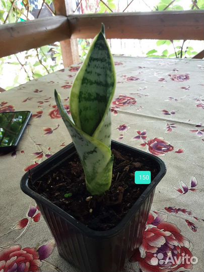 Сансевиерия,тещин язык,щучий хвост,цилиндрика