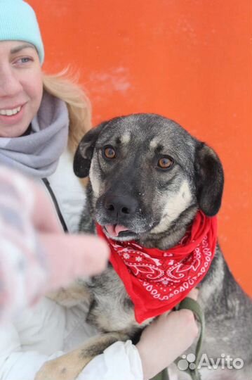 Собака в добрые руки отдам бесплатно