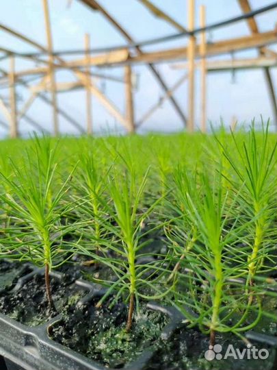 Сеянцы сосны с окс и зкс в кассет