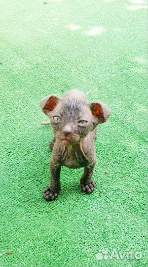 Котята Ливкой