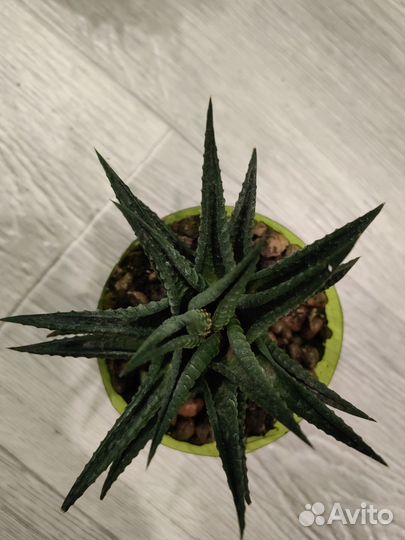 Хавортии (двух видов)