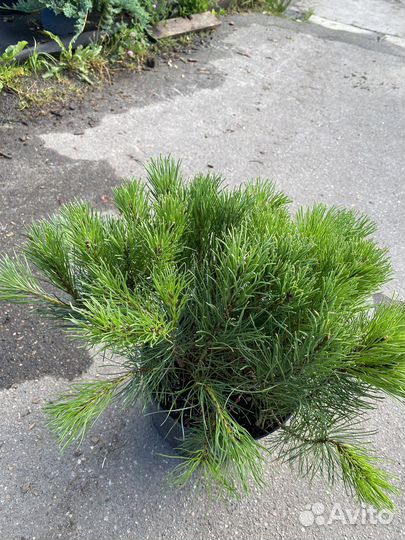 Сосна горная пумилио
