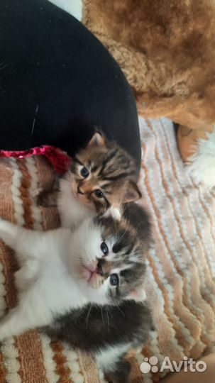 Кошка в дар бесплатно